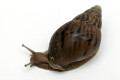 Lissachatina immaculata panthera juvenil
